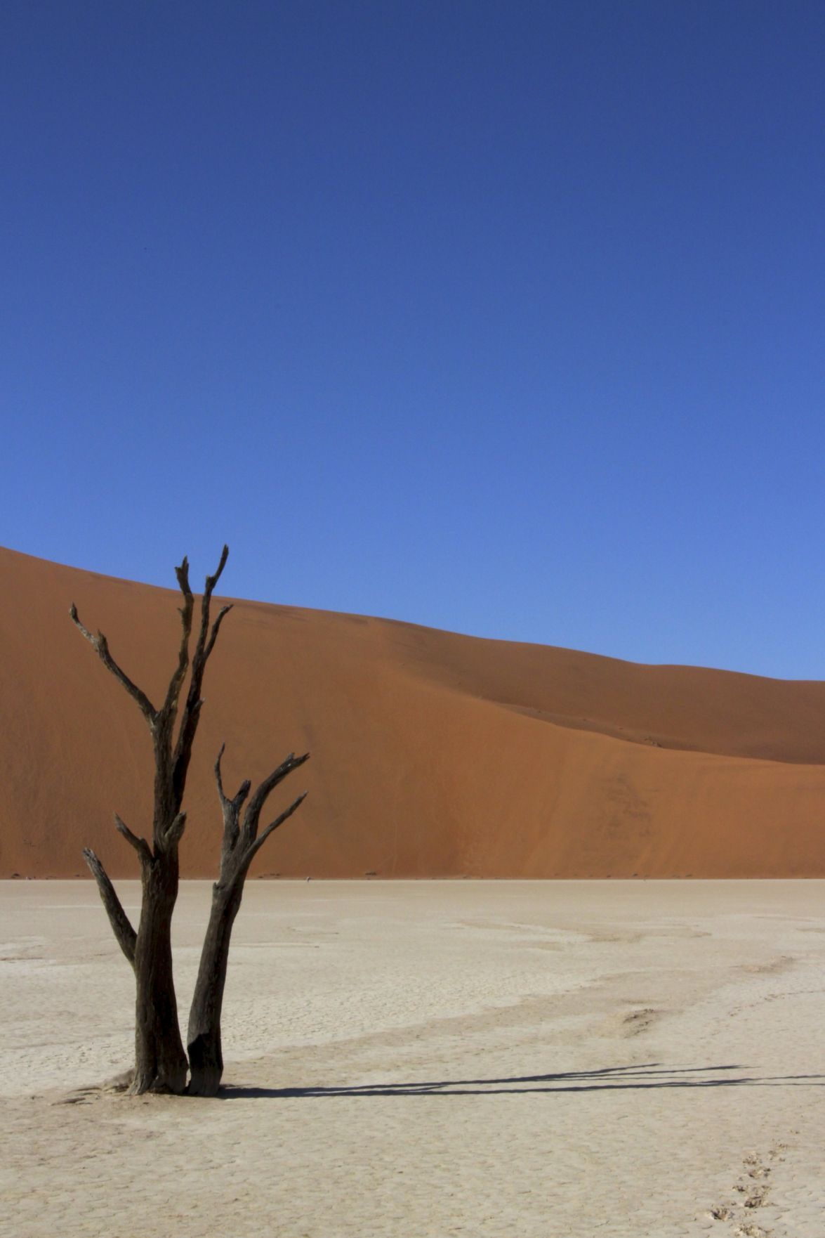 DEAD TREES Deadvlei